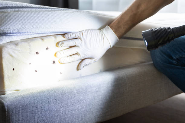 Reliable Montour Falls, NY Pest Control Solutions